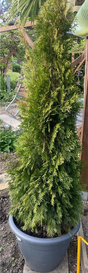 Thuja Pflanze Smaragd 150 in Meckenbeuren