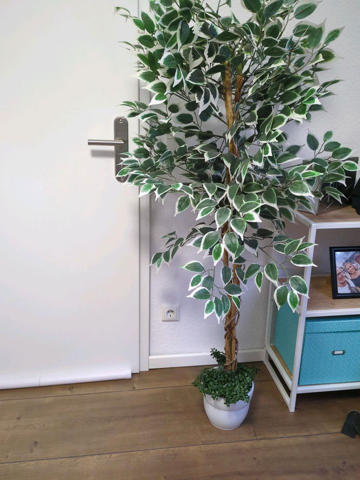 Kunstpflanze Ficus 160cm in Herzogenrath