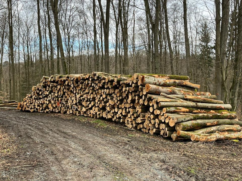 Brennholz, Buche, Stammholz, in Weroth