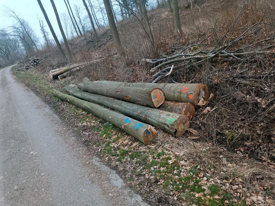 Buche und Esche Stammholz Brennholz Kaminholz zu verkaufen in Nieheim