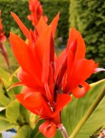 Indisches Blumenrohr - Canna Indica - Knollen / Rhizome Nordrhein-Westfalen - Datteln Vorschau