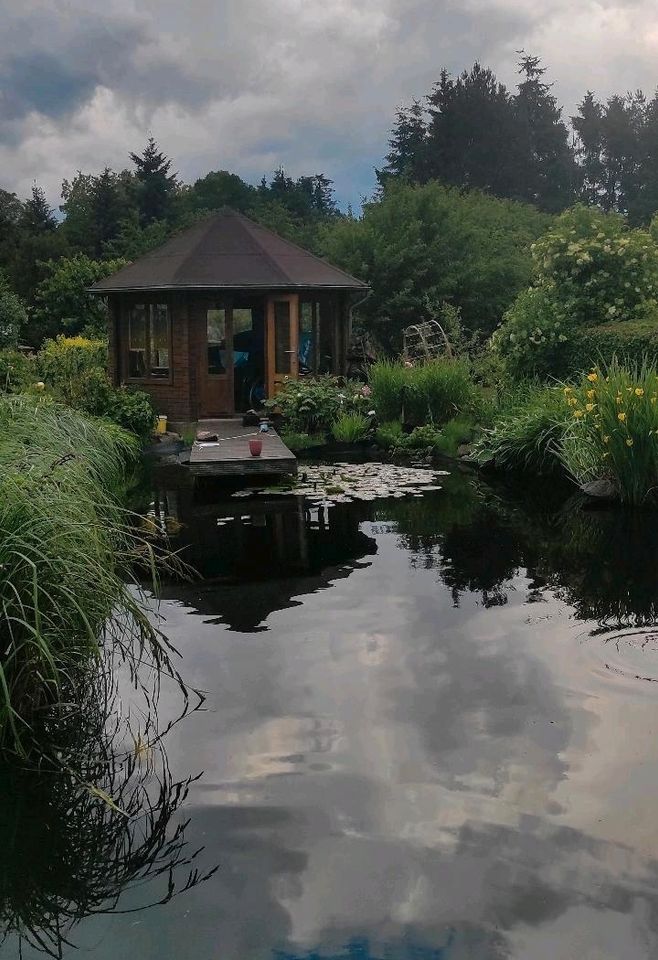 Koi - Verkauf   Teichauflösung, nur komplett in Crivitz