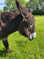 Eselstute Poitou  Mischling Nordrhein-Westfalen - Hürtgenwald Vorschau