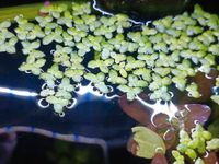 Lemna Minor Aquarium Pflanze Wasserlinse Nordrhein-Westfalen - Herten Vorschau