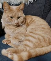 Vermissen Katze Leo Nordrhein-Westfalen - Hamm Vorschau