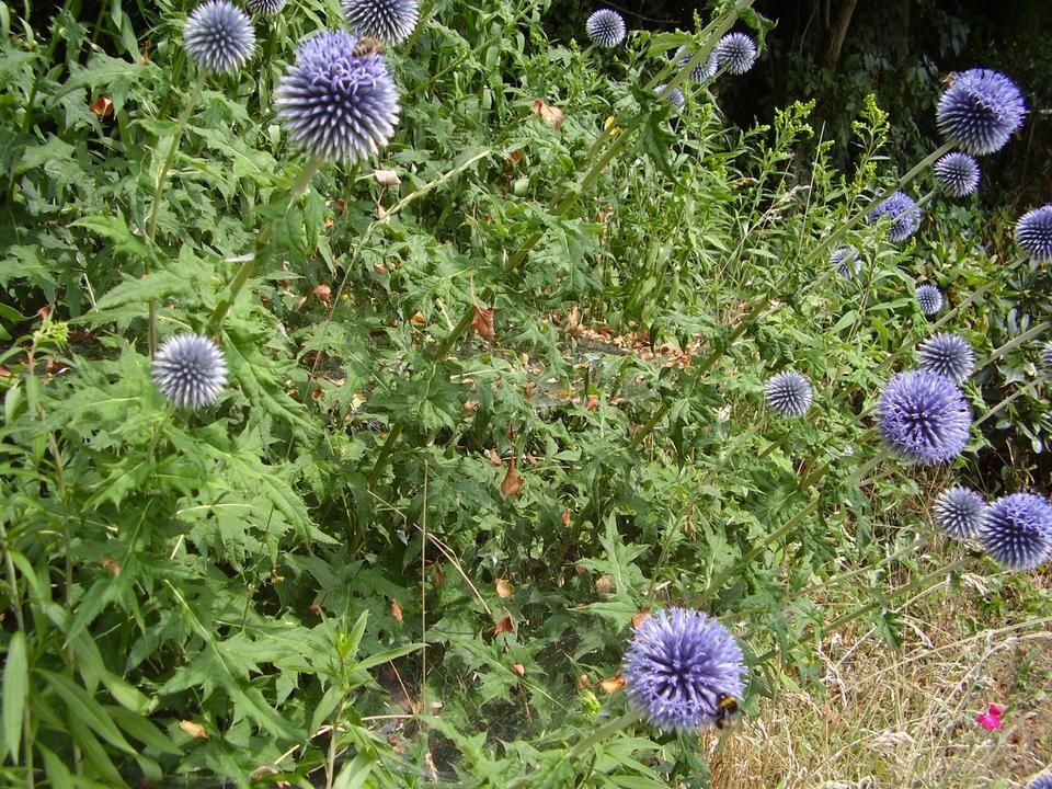 30 Samen Kugeldistel blau Bienen Bienenfutterpflanze * winterhart in Nordendorf