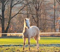 Mustang x Quarter Horse Hengst Goldcream Champagner Westerwaldkreis - Maxsain Vorschau