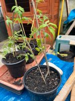 Tomatenpflanzen München - Trudering-Riem Vorschau