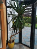 Yucca Palme 2,5m Sachsen-Anhalt - Kretzschau Vorschau