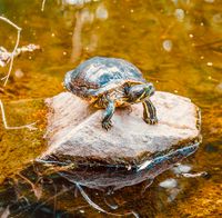 Teichschlidkröten Hessen - Felsberg Vorschau