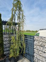 HÄNGE BLAUZEDER CEDRUS LIBANI "GLAUCA PENDULA" Bayern - Gablingen Vorschau