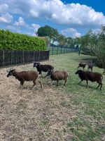 Soay Schafe Auen + Lämmer Niedersachsen - Emsbüren Vorschau