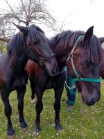 Noriker Passgespann - 2 Jährig Baden-Württemberg - Osterburken Vorschau