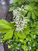 SCHAUBLATT (Rodgersia) Köln - Lindenthal Vorschau