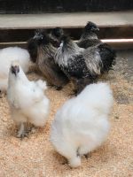 Seidenhühner Hennen Silberwild und Weiß ohne Bart Baden-Württemberg - Lauda-Königshofen Vorschau
