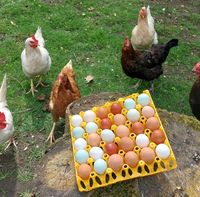 Frische Eier von glücklichen Hühnern Nordrhein-Westfalen - Selm Vorschau