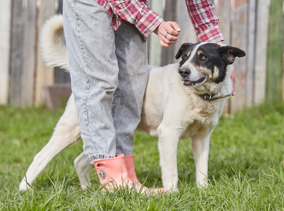 Tierschutz - Bim sucht eine liebevolle Familie für immer! in Hamburg