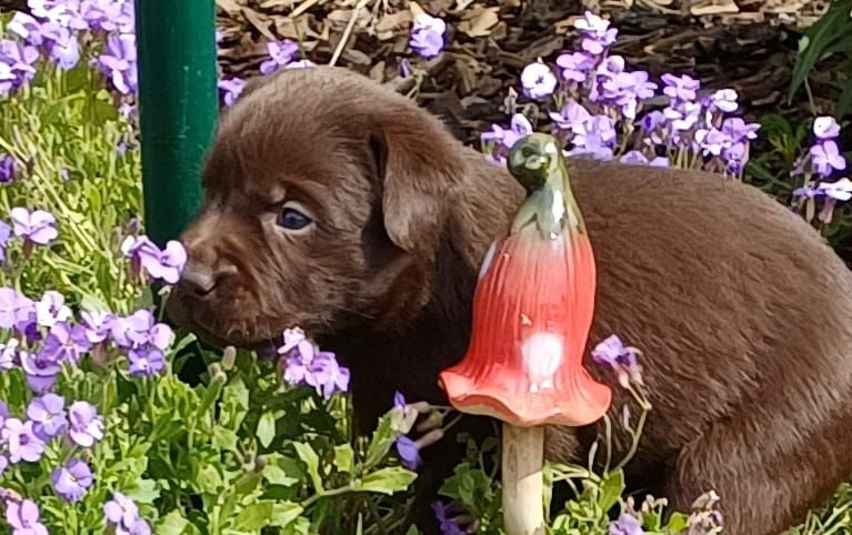 Labrador Welpen in Massow