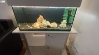 100 Liter Aquarium komplett - mit Schrank - ohne Fische Berlin - Mitte Vorschau