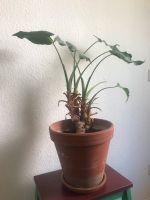 Elefantenohr Zimmerpflanze Alocasia cucullata in Topf Untersetzer Hamburg-Mitte - Hamburg St. Georg Vorschau