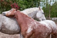 Urlaub auf dem Bauernhof (Ostseeinsel Fehmarn) Kreis Ostholstein - Fehmarn Vorschau