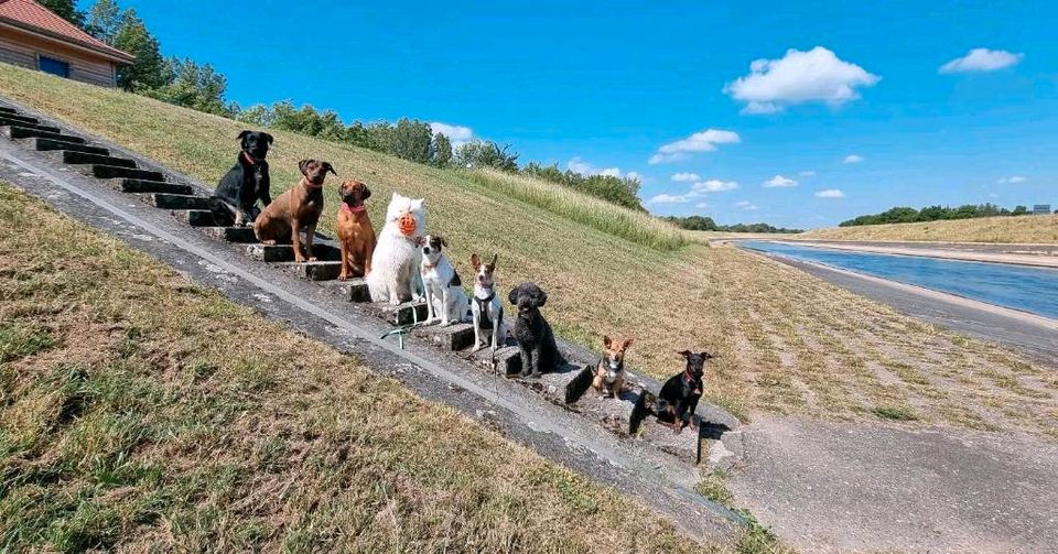 Gassiservice Leipzig mobile Hundebetreuung Dogwalker in Leipzig