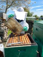 Bienen Bienenvolk DNM Hessen - Limburg Vorschau