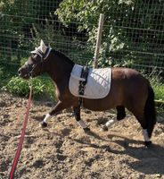 Reitbeteiligung Pflegebeteiligung Niedersachsen - Königslutter am Elm Vorschau