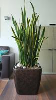 Sanseveria 125 cm in Lechuza Quadro, braun Hochglanz, 50 x 50 cm Nordrhein-Westfalen - Langenfeld Vorschau