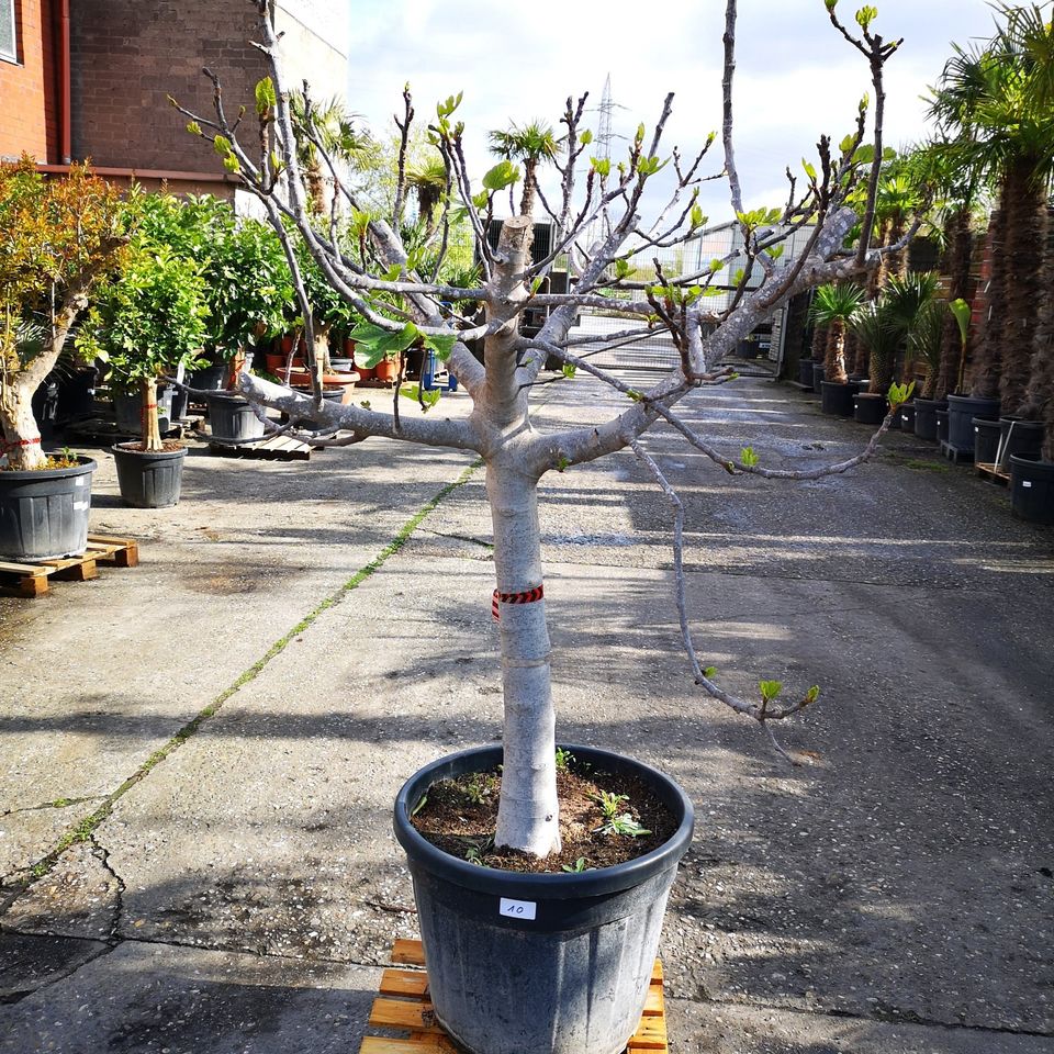 Feigenbaum Ficus Carica 30/40cm Stammumfang 200-230cm hoch in Oberhausen