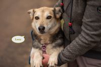 Tierschutz Hündin Lessy sucht ihre Traumfamilie! Berlin - Tempelhof Vorschau