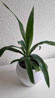 Mini Yucca Palme  34 cm Zimmerpflanze Nordrhein-Westfalen - Erftstadt Vorschau