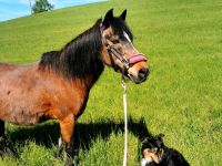 Reitbeteiligung (Pferd sucht Reiter) Bayern - Krumbach Schwaben Vorschau