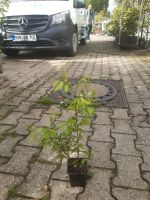 Japanische Zelkove Zelkova serrata 40-60cm Nordrhein-Westfalen - Simmerath Vorschau