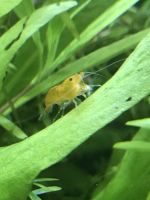 Yellow & Orange Fire Garnelen (Neocaridina davidi) 70 Cent pro St Hessen - Gießen Vorschau