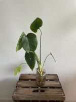 Monstera 50cm Hamburg Barmbek - Hamburg Barmbek-Süd  Vorschau