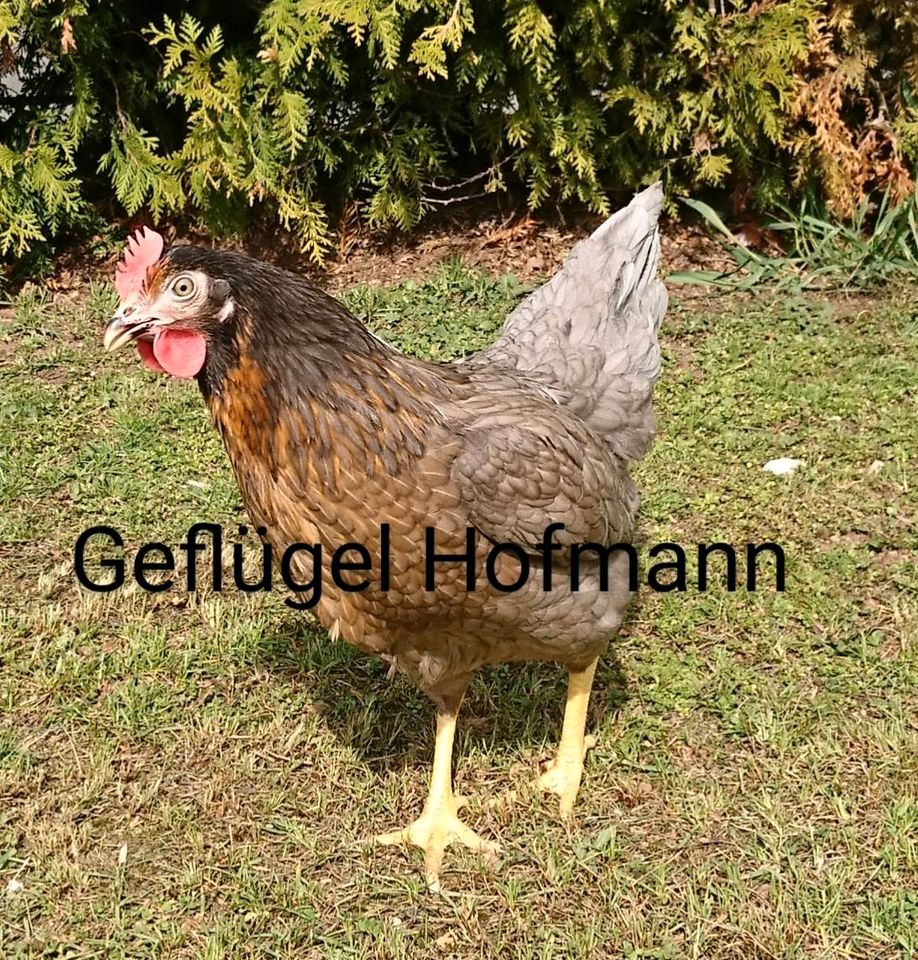 Geflügelverkauf Hühner, Enten, Gänse, Wachteln, u.v.m. in Stockheim Oberfr