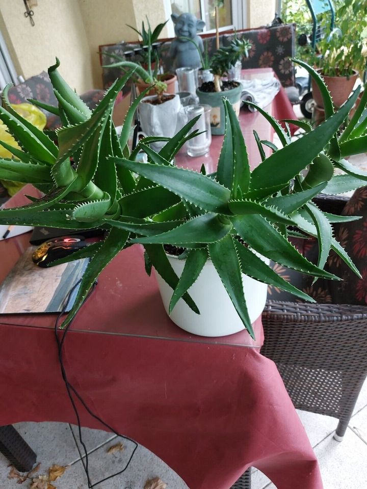 Aloe striatula -Rarität- in Waldenburg