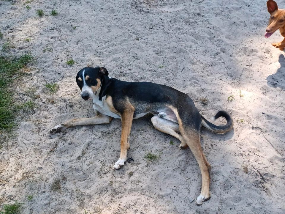 POBBLE Sennenhund Mischling Tierschutz Hund Rüde in Saterland