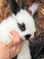 Süße Kaninchen / Hasenbaby Junge Bayern - Ainring Vorschau