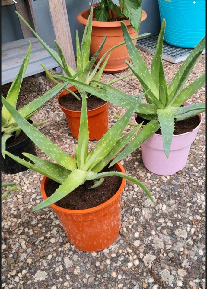 3 x Aloe Vera/ Agave Pflanze im Topf 60 cm Durchmesser in Reinhardshagen