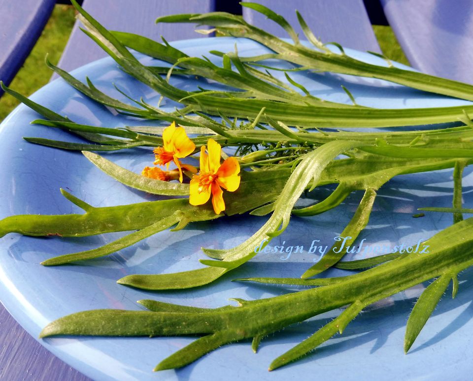 ♥BIO Hirschhornwegerich,Samen,Salat,Heilpflanze Gemüse Tulpenstol in Hamburg