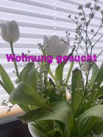 2 bis 3 Zimmerwohnung gesucht - Ahrensbök/Eutin und Umgebung - Schleswig-Holstein - Bosau Vorschau