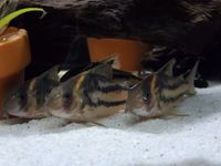 CW127 Corydoras Super Parallelus Zuchtgruppe Baden-Württemberg - Althengstett Vorschau