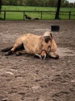 Reitbeteiligung für meine Pony Stute Niedersachsen - Bad Zwischenahn Vorschau