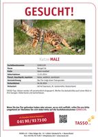 Gesucht - Vermisst - Mali - Katze - Saarlouis Saarland - Dillingen (Saar) Vorschau