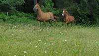 Sommerweide für Pferde, Weideplätze Bayern - Rehau Vorschau