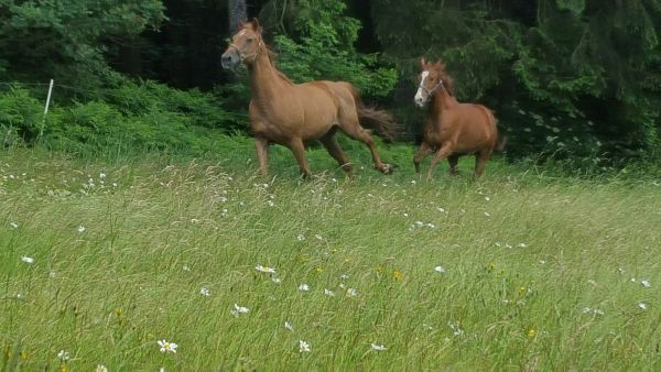 Sommerweide für Pferde, Weideplätze in Rehau