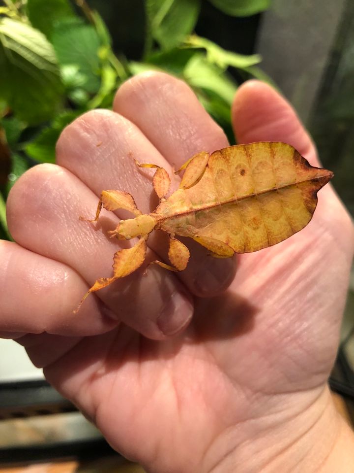 Wandelndes Blatt Phyllium,  Letiranti Tataba - noch zwei Paar da. in Papenburg