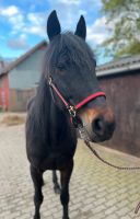 Hübscher schwarzer Wallach als Freizeitpferd zu verkaufen Schleswig-Holstein - Alveslohe Vorschau